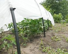
            Парник Дачник, 4,5 метра